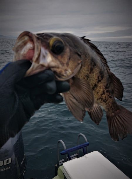気仙沼　つり丸 釣果