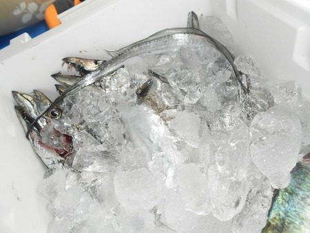 こうゆう丸 釣果