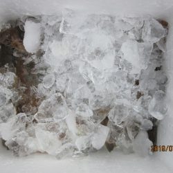 大進丸(新潟) 釣果