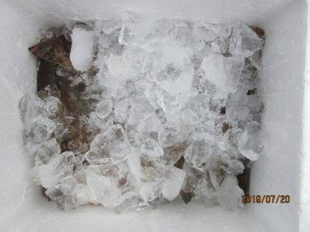 大進丸(新潟) 釣果