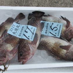 大進丸（新潟） 釣果