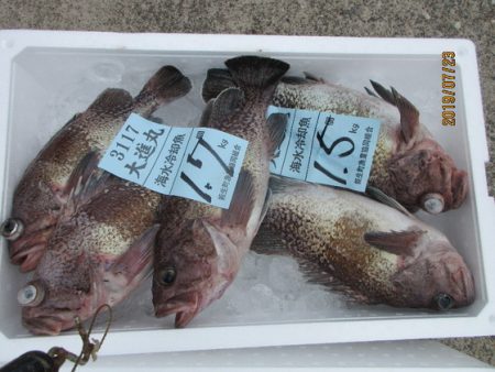 大進丸（新潟） 釣果