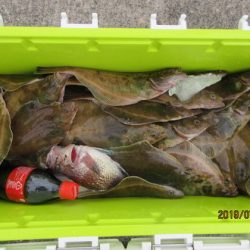 大進丸(新潟) 釣果