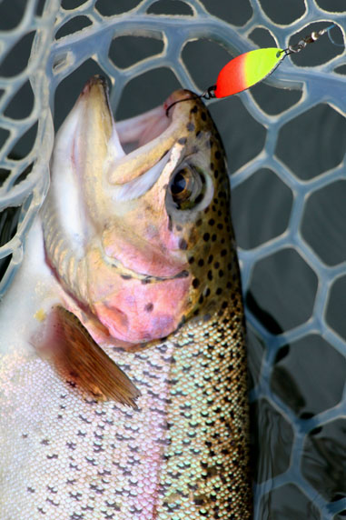 小菅トラウトガーデン 釣果