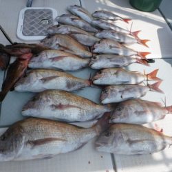 遊漁船 幸友丸 釣果