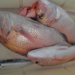 遊漁船 新鋭丸 釣果