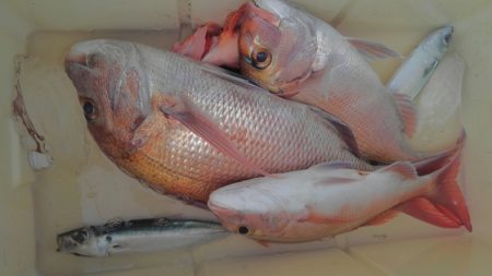 遊漁船 新鋭丸 釣果