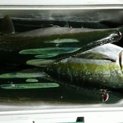 スカイマリン 釣果