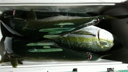 スカイマリン 釣果