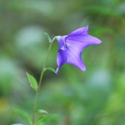 小菅トラウトガーデン 釣果