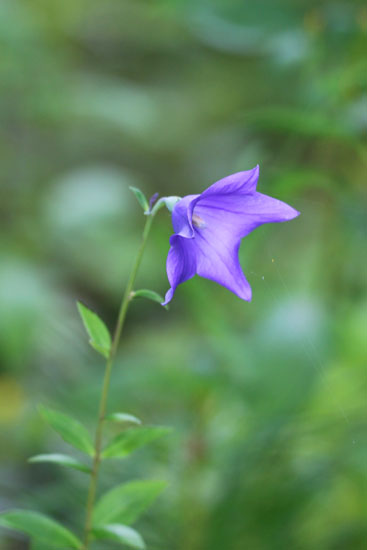 小菅トラウトガーデン 釣果