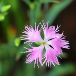 小菅トラウトガーデン 釣果