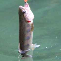 小菅トラウトガーデン 釣果