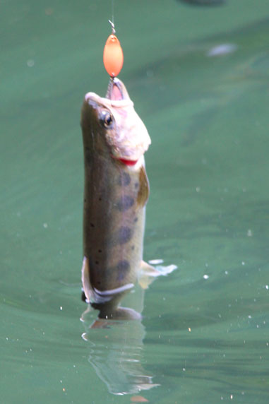 小菅トラウトガーデン 釣果