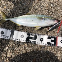 台風の影響が残る悪条件下でも反応あり！【シャウト（Shout!）レイズ　インプレッション】