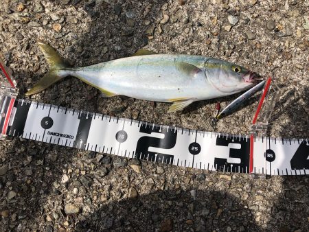 台風の影響が残る悪条件下でも反応あり！【シャウト（Shout!）レイズ　インプレッション】