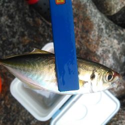 浜名湖 アジング好調です。