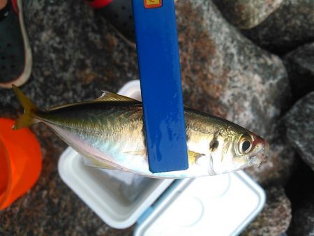 浜名湖 アジング好調です。