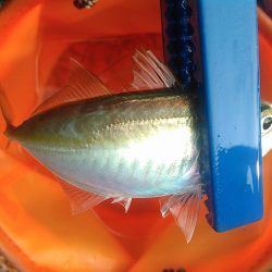 浜名湖 アジング好調です。