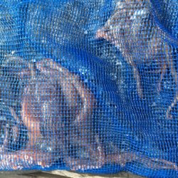 コスモ　だんだんタコ渋く