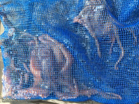 コスモ　だんだんタコ渋く