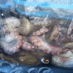 コスモ　だんだんタコ渋く