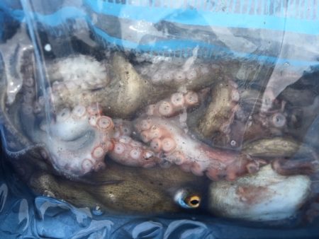 コスモ　だんだんタコ渋く