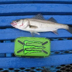 オリジナルメーカー海づり公園(市原市海づり施設) 釣果