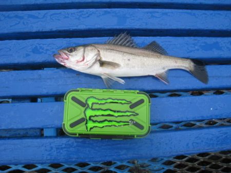 オリジナルメーカー海づり公園(市原市海づり施設) 釣果