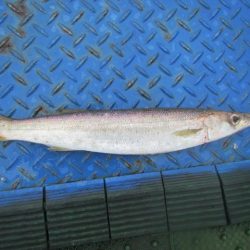 オリジナルメーカー海づり公園(市原市海づり施設) 釣果