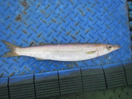 オリジナルメーカー海づり公園(市原市海づり施設) 釣果