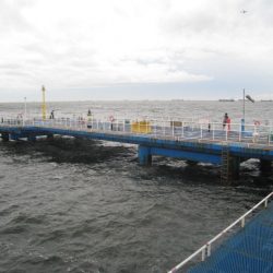 オリジナルメーカー海づり公園(市原市海づり施設) 釣果