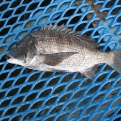 オリジナルメーカー海づり公園(市原市海づり施設) 釣果