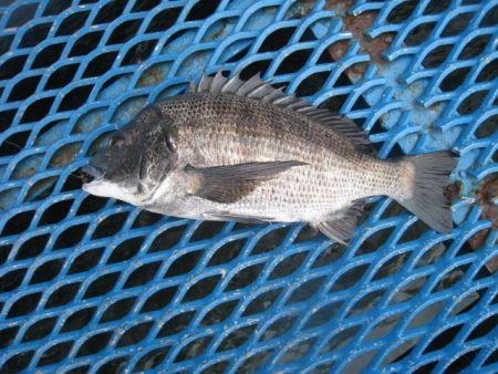 オリジナルメーカー海づり公園(市原市海づり…