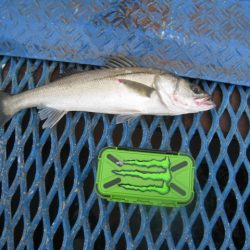 オリジナルメーカー海づり公園(市原市海づり施設) 釣果