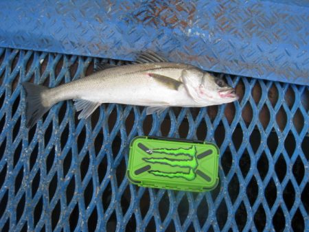 オリジナルメーカー海づり公園(市原市海づり施設) 釣果