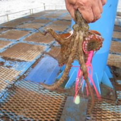 オリジナルメーカー海づり公園(市原市海づり施設) 釣果