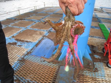 オリジナルメーカー海づり公園(市原市海づり施設) 釣果