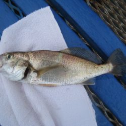 オリジナルメーカー海づり公園(市原市海づり施設) 釣果