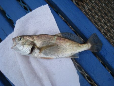 オリジナルメーカー海づり公園(市原市海づり施設) 釣果