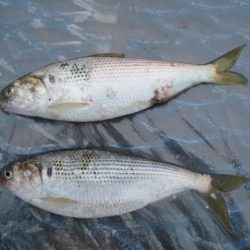 オリジナルメーカー海づり公園(市原市海づり施設) 釣果