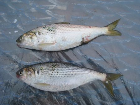 オリジナルメーカー海づり公園(市原市海づり施設) 釣果