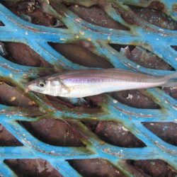 オリジナルメーカー海づり公園(市原市海づり施設) 釣果