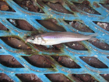 オリジナルメーカー海づり公園(市原市海づり施設) 釣果