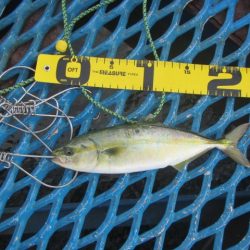 オリジナルメーカー海づり公園(市原市海づり施設) 釣果