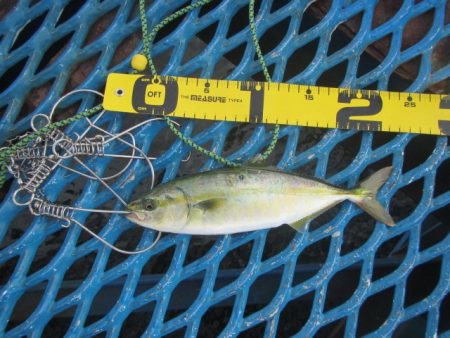 オリジナルメーカー海づり公園(市原市海づり施設) 釣果