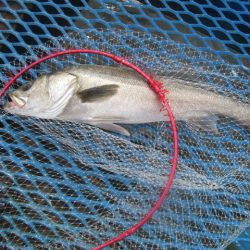 オリジナルメーカー海づり公園(市原市海づり施設) 釣果