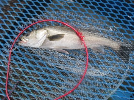 オリジナルメーカー海づり公園(市原市海づり施設) 釣果