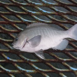 オリジナルメーカー海づり公園(市原市海づり施設) 釣果