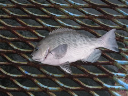 オリジナルメーカー海づり公園(市原市海づり施設) 釣果